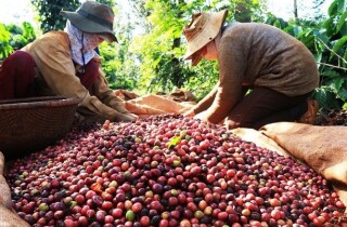 Giá xuất khẩu cà phê tháng 8 cao kỷ lục trong bối cảnh nguồn cung đã cạn