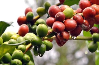 Dự trữ cà phê của Brazil có thể giảm xuống mức thấp kỷ lục