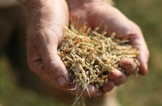 Ấn Độ bảo vệ quyết định cấm xuất khẩu gạo, lúa mì tại WTO