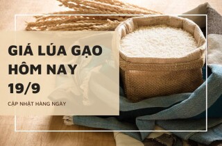 Giá lúa gạo hôm nay 19/9: OM 18 giảm 100 đồng, giá cám tụt xuống còn 7.000 - 7.500 đồng/kg