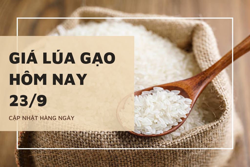 Giá lúa gạo hôm nay 23/9: Thị trường chững lại trong phiên giao dịch cuối tuần