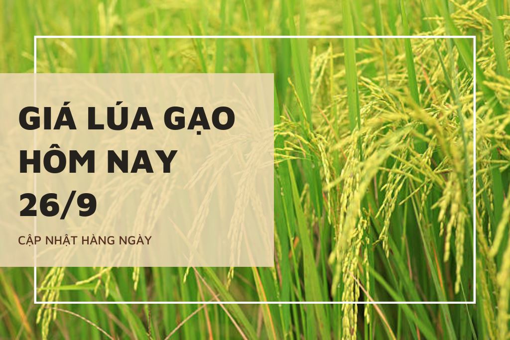 Giá lúa gạo hôm nay 26/9: Thị trường An Giang ổn định, một số địa phương khác tăng 200 đồng/kg