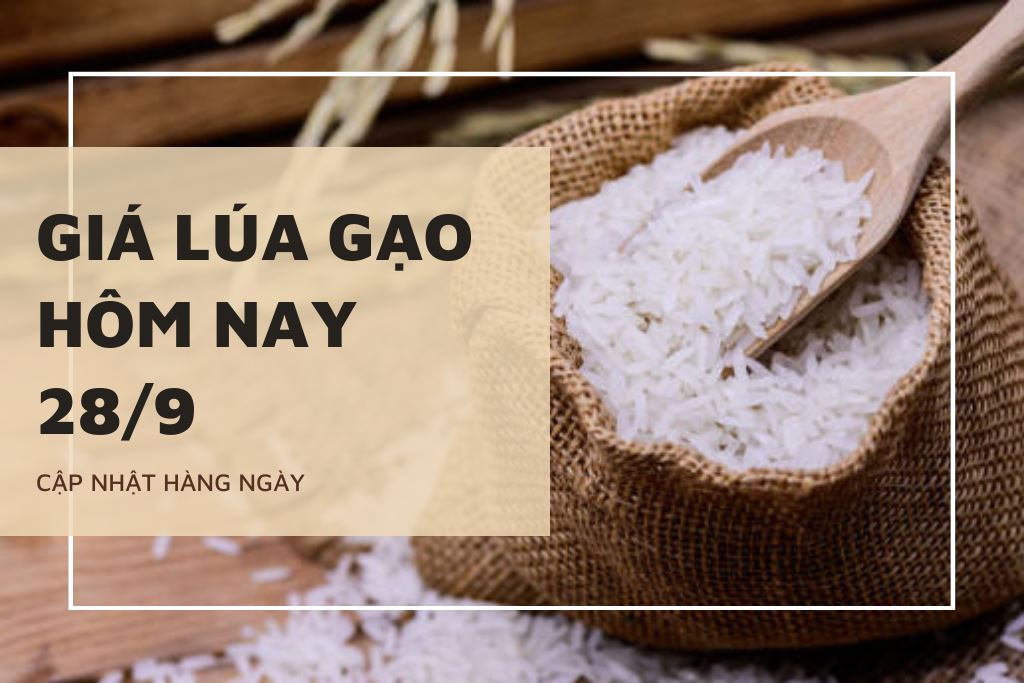 Giá lúa gạo hôm nay 28/9: Quay đầu tăng nhẹ 100 đồng/kg