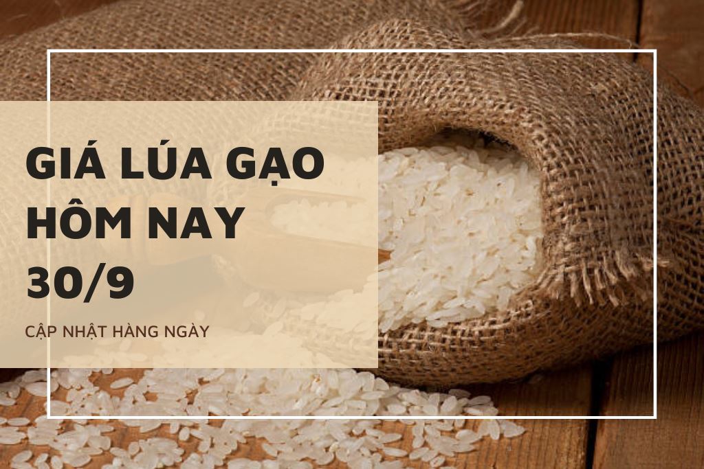 Giá lúa gạo hôm nay 30/9: Thị trường chững giá, giao dịch lúa gạo cầm chừng