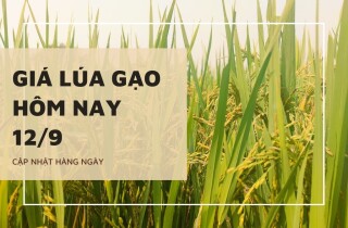 Giá lúa gạo hôm nay 12/9: Gạo tiếp đà tăng