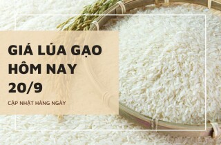 Giá lúa gạo hôm nay 20/9: Nhiều mặt hàng lúa, nếp tiếp tục đi ngang