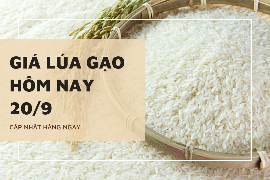Giá lúa gạo hôm nay 20/9: Nhiều mặt hàng lúa, nếp tiếp tục đi ngang