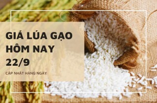 Giá lúa gạo hôm nay 22/9: Nếp bật tăng, OM 5451 giảm 100 đồng/kg
