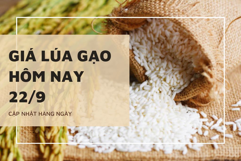 Giá lúa gạo hôm nay 22/9: Nếp bật tăng, OM 5451 giảm 100 đồng/kg