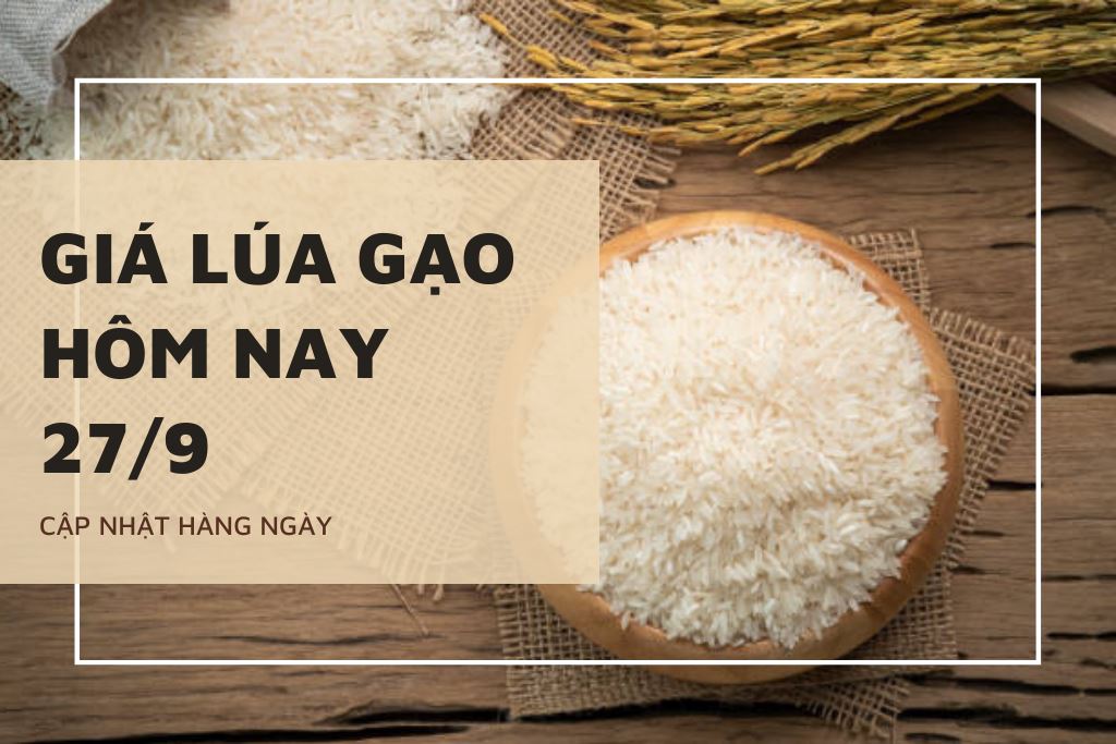 Giá lúa gạo hôm nay 27/9: Giảm rải rác tại một số giống lúa, gạo
