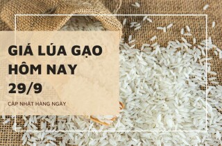 Giá lúa gạo hôm nay 29/9: Quay về xu hướng ổn định, nếp biến động trái chiều