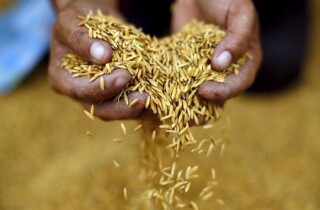 Lệnh cấm xuất khẩu gạo của Ấn Độ tác động thế nào đến các quốc gia châu Á?