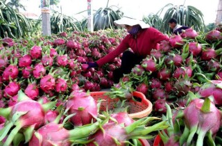 Trung Quốc giảm tiêu thụ rau quả Việt, dự báo năm 2022 xuất khẩu mặt hàng này đạt 3,2 tỷ USD