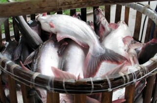 VASEP: ASEAN có thể vượt EU về tiêu thụ cá tra của Việt Nam