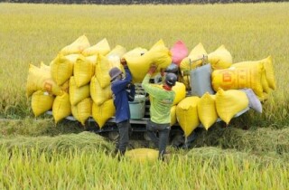 Xuất khẩu gạo Việt Nam và Thái Lan có hưởng lợi khi cầu vượt cung?