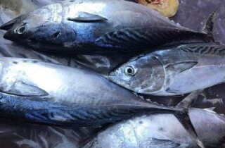 Xuất khẩu cá ngừ tiến sát đến đỉnh 1 tỷ USD