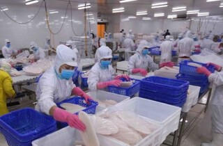IDI thu về hơn 2.800 tỷ từ bán cá tra trong 9 tháng