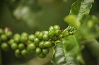 ICO: Xuất khẩu cà phê toàn cầu tiếp tục giảm, giá biến động trái chiều