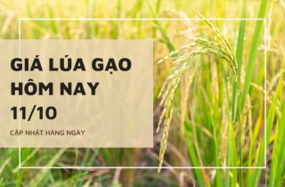 Giá lúa gạo hôm nay 11/10: OM 5451 giảm nhẹ, giá cám bật tăng 500 đồng/kg