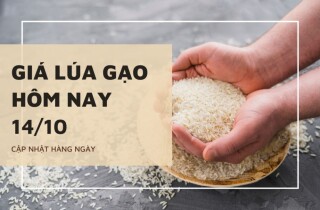 Giá lúa gạo hôm nay 14/10: Nếp biến động 200 đồng/kg, gạo nguyên liệu tăng nhẹ