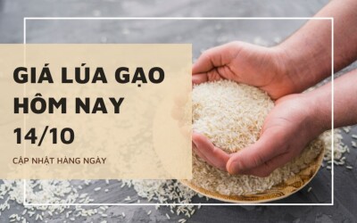 Giá lúa gạo hôm nay 13/10: Nếp biến động 200 đồng/kg, gạo nguyên liệu tăng nhẹ