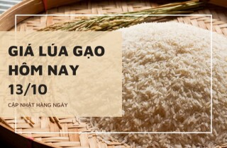 Giá lúa gạo hôm nay 13/10: Nhiều giống lúa, gạo tiếp tục có giá đi ngang
