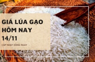 Giá lúa gạo hôm nay 14/11: Nàng Hoa 9 tăng 100 đồng/kg, các mặt hàng gạo, nếp chững giá