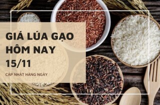 Giá lúa gạo hôm nay 15/11: Lúa, nếp biến động 100 đồng/kg, gạo chững giá