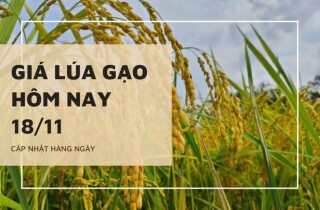 Giá lúa gạo hôm nay 18/11: Gạo nguyên liệu, thành phẩm tiếp tục giảm 100 đồng/kg
