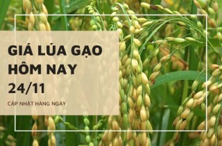 Giá lúa gạo hôm nay 24/11: Gạo nguyên liệu, thành phẩm tiếp tục tăng 100 đồng/kg