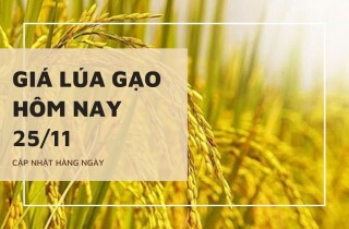 Giá lúa gạo hôm nay 25/11: Gạo nguyên liệu, thành phẩm duy trì đà tăng