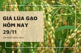 Giá lúa gạo hôm nay 29/11: Nếp AG tươi tăng 400 đồng/kg, một số giống lúa tăng 100 đồng/kg