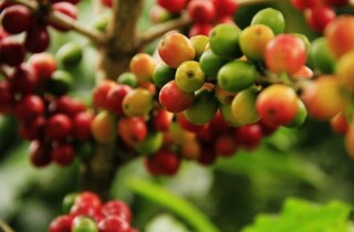 ICO: Giá cà phê thế giới giảm xuống mức thấp nhất 4 tháng dù nguồn cung chưa có nhiều cải thiện