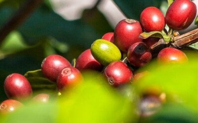 ICO: Thế giới có thể thặng dư 1 triệu bao cà phê trong niên vụ 2023-2024