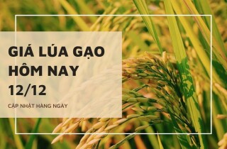 Giá lúa gạo hôm nay 12/12: Không có biến động mới trong ngày đầu tuần