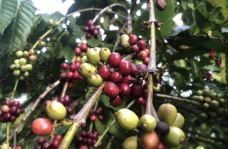 Sản lượng cà phê niên vụ 2022 - 2023 có thể giảm 15%