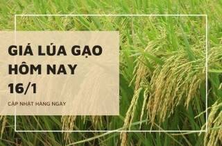 Giá lúa gạo hôm nay 16/1: Mặt hàng lúa, gạo duy trì đi ngang