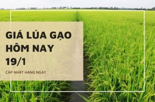 Giá lúa gạo hôm nay 19/1: Lúa tăng từ 100 đồng/kg đến 200 đồng/kg