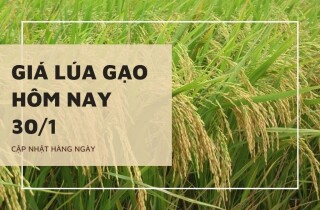 Giá lúa gạo hôm nay 30/1: Không ghi nhận biến động mới ngày đầu tuần
