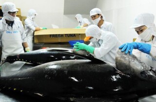 Xuất khẩu cá ngừ giảm 43% trong tháng 1