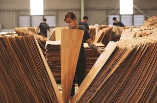 Hoa Kỳ gia hạn điều tra lẩn tránh phòng vệ thương mại với gỗ dán
