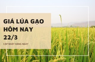Giá lúa gạo hôm nay 22/3: Lúa tăng từ 50 đồng/kg đến 100 đồng/kg