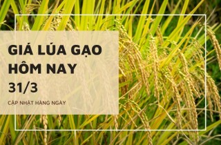 Giá lúa gạo hôm nay 31/3: Gạo thường tăng 500 đồng/kg