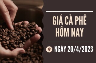 Giá cà phê hôm nay 20/4: Tiếp tục tăng 1.000 đồng/kg