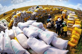 Ngành gạo đang hưởng lợi nhờ lực cầu ở thị trường xuất khẩu tăng mạnh