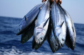 Xuất khẩu cá ngừ quý I sụt giảm 30%, quý II khó tăng trưởng dương