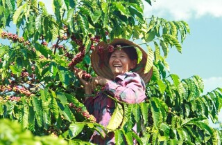 Ngành gỗ, cà phê có chịu ảnh hưởng bởi quy định cấm nhập khẩu hàng hóa gây mất rừng của EU?
