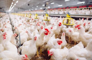 Dabaco phải giảm 50% đàn gà giống, công ty khác bán 2 nhà máy để ‘gồng lỗ’, khó khăn với ngành gia cầm khi nào kết thúc?