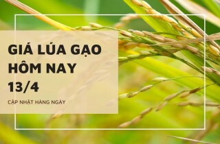 Giá lúa gạo hôm nay 13/4: Lúa tăng từ 100 đồng/kg đến 200 đồng/kg