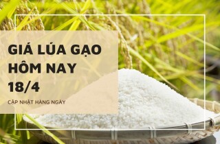 Giá lúa gạo hôm nay 18/4: Gạo nguyên liệu, thành phẩm tăng 200 đồng/kg